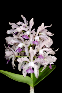 Cattleya Leoloddiglossa SVO Speckled Blue FCC/AOS 90 pts.